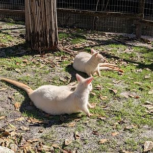 Kangaroo Walkabout - Red-necked wallaby (albino)