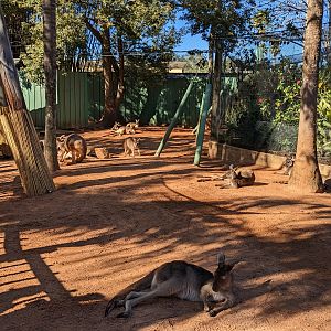 Kangaroo Walkabout - kangaroos and wallaroos