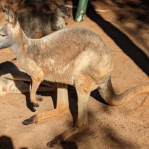 Kangaroo Walkabout -wallaroo