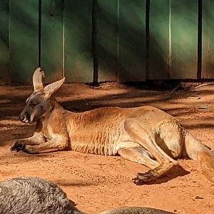 Kangaroo Walkabout - red kangaroo
