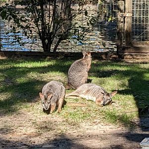 Kangaroo Walkabout - tammar wallaby