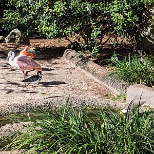 Kookaburra Aviary - roseate spoonbill