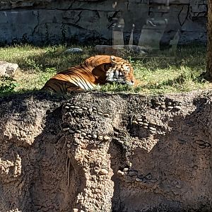 Jungala - Tiger ("Bengal"?)