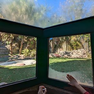 Jungala - tiger viewing pop-up