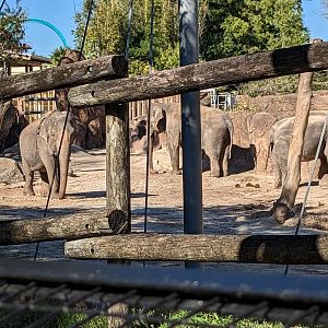 Asian elephants