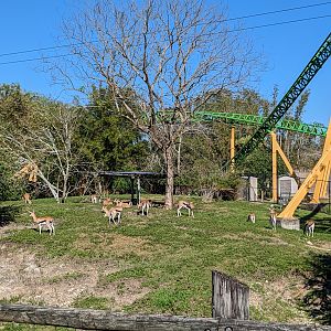 Nairobi - Thomson’s Gazelle