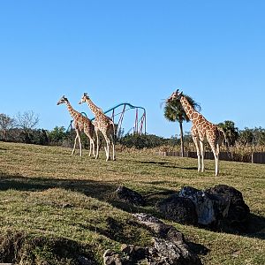 Serengeti Plains (train ride) - "reticulated" giraffe