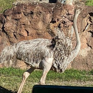 Serengeti Plains (train ride) - female red-necked ostrich
