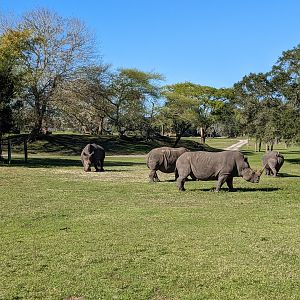 Serengeti Plains (train ride) - white rhinoceros