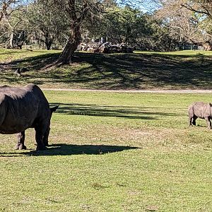 Serengeti Plains (train ride) - white rhinoceros