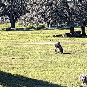 Serengeti Plains (train ride) - Blue Wildebeest