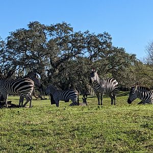 Serengeti Plains (train ride) - grants zebra