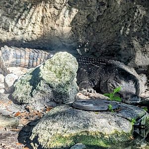 Animal Connections/Nairobi - Slender snouted crocodile