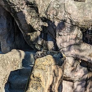 Edge of Africa - spotted hyena