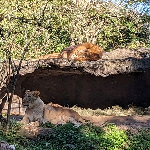 Edge of Africa - African lion