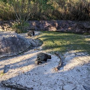 Edge of Africa -  crested porcupine