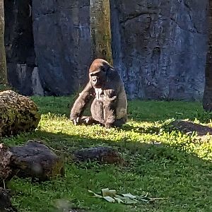 Congo - Western lowland gorilla