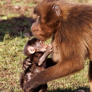 Gelada feeding infant