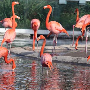 Zoo Miami - American Flamingo