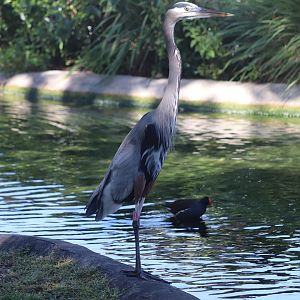 Zoo Miami - Great Blue Heron