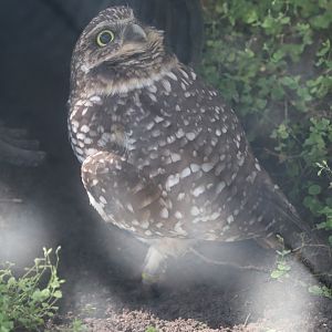 Florida: Mission Everglades - Burrowing Owl