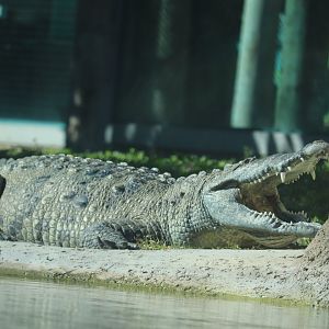 Florida: Mission Everglades - American Crocodile