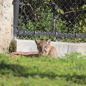 Florida: Mission Everglades - Florida Panther