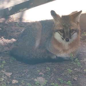 Florida: Mission Everglades - Gray Fox
