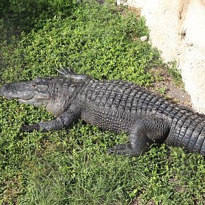 Florida: Mission Everglades - American Alligator