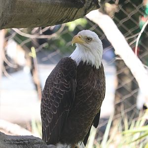 Florida: Mission Everglades - Bald Eagle
