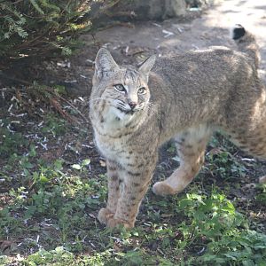 Florida: Mission Everglades - Bobcat