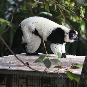 Zoo Miami - Black-and-White-Ruffed Lemur