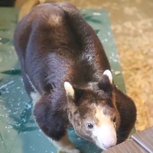 Australia - Matschie's Tree Kangaroo