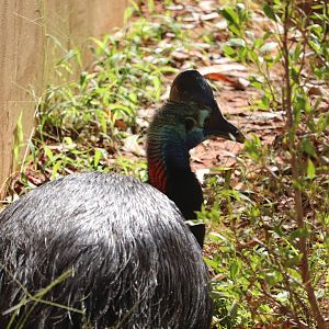 Australia - Double-Wattled Cassowary