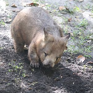 Australia - Southern Hairy-Nosed Wombat