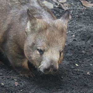 Australia - Southern Hairy-Nosed Wombat