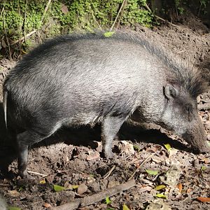 Zoo Miami - Visayan Warty Pig