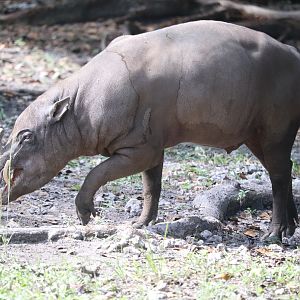 Zoo Miami - Babirusa