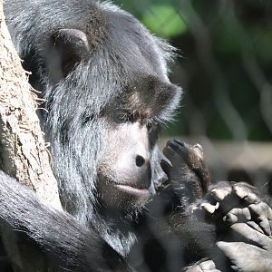 Amazon & Beyond - Black Howler