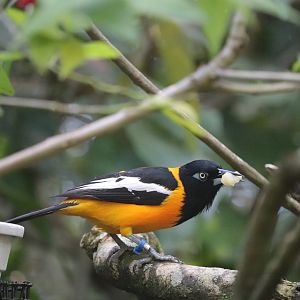 Amazon & Beyond - Troupial