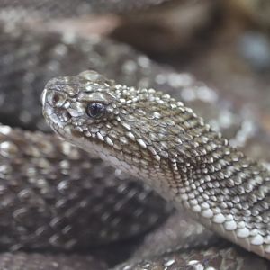 Amazon & Beyond - Uracoan Rattlesnake