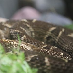 Amazon & Beyond - Brazilian Lancehead