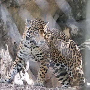 Amazon & Beyond - Jaguar