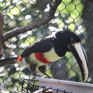 Amazon & Beyond - Black-Necked Aracari