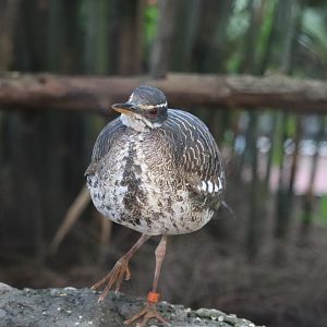 Amazon & Beyond - Sunbittern