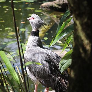 Amazon & Beyond - Crested Screamer