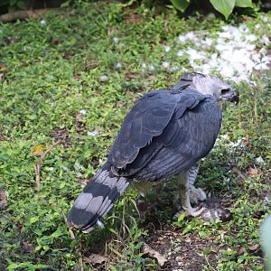 Amazon & Beyond - Harpy Eagle
