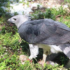Amazon & Beyond - Harpy Eagle