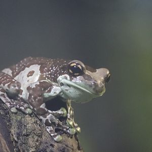 Amazon & Beyond - Amazon Milk Frog