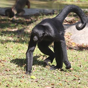 Zoo Miami - Black-Handed Spider Monkey